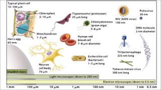 Year 8 Science  Term 2 Lesson 3  Types of Cells [upl. by Nezah]