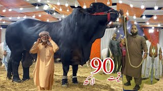 Biggest Black Bulls of 2023 ll Marjan Cattle Farm cattle mandi biggestbull bakramandi qurbani [upl. by Lezti]