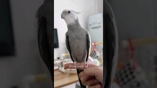 Adorable Cockatiel Skylers Cute Singing Moments 😍 🎶 🦜 cockatielscraze BirdLovers BirdVideos [upl. by Ytsirc]