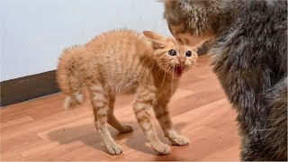 Kitten angry and hissing first time meet the new Cat [upl. by Ahseiat419]