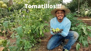 Cosecha de tomatillos o tomates verdes para hacer salsa [upl. by Noswal205]