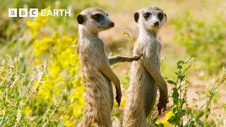 Whats it Like to be a Meerkat  Animals With Cameras  BBC Earth [upl. by Elorac]