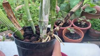 How to Repot Cattleya Orchids Tips amp Tricks  BLC Hawaiian Bride ‘30’ [upl. by Rainah]