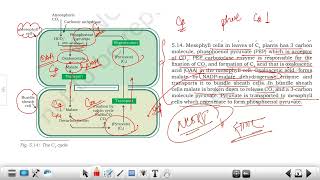 CSIR JULY 2024 EVENING SHIFT QUESTION PAPER SOLUTION  C4Cycle  Cell Cycle Regulation Immunology✅ [upl. by Wiseman666]