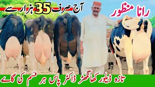 Rana Manzoor  biggest Udder quality cows  Australian Friesian Cows  American Cows  Pk Janwar Ma [upl. by Wilow]