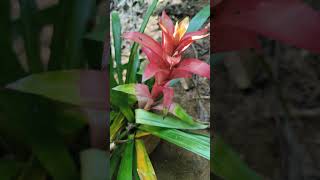 Guzmania lingulata flowers coorg nature garden shorts shortsvideo pallavithimmaiah [upl. by Atinyl]