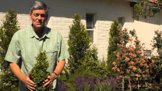 Winter Protection for Boxwood  Garden Savvy [upl. by Yeldoow]