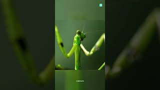 Is Praying Mantis Dangerous [upl. by Radloff]