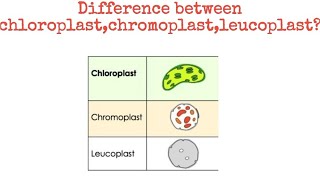 Difference between chloroplast chromoplast leucoplast biology [upl. by Yrram858]