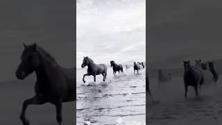 Horse drilling horse horseriding animals shorts youtubeshorts [upl. by Ydniw]