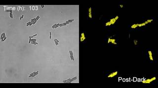 Costs of ClockEnvironment Misalignment in Individual Cyanobacterial Cells [upl. by Nivlem]