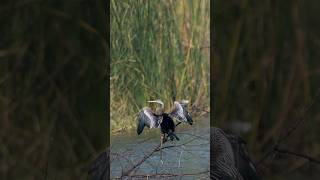 Oriental Darter bird wildlife documentary nature sonyalphain [upl. by Arrej]