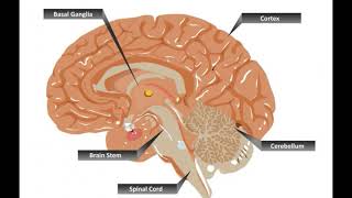 What is the Subthalamic Nucleus [upl. by Galatia]