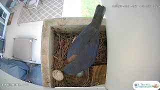 Dad Bluebird Removes 2nd Cowbird Egg From Nest [upl. by Eniad]