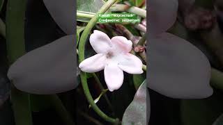 stephanotis plants саднабалконе gardenbalkon растения nature flowers [upl. by Dnalkrik]