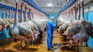 How Millions Of Ostriches Farm For Meat Skin And Eggs in China  Ostriches Eggs Harvest Technology [upl. by Kliman479]