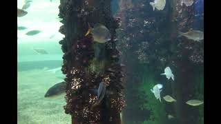 Oregon Coast Aquarium video 82 6k [upl. by Omoj503]