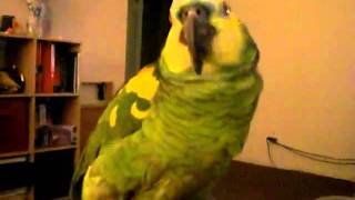 Blue Fronted Amazon Parrot Ike Dancing [upl. by Nuahsel]