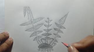 Pteris plant structurepteris উদ্ভিদের গঠনHSC Biology 1 [upl. by Annal]