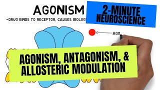 2Minute Neuroscience Agonism Antagonism amp Allosteric Modulation [upl. by Odareg]