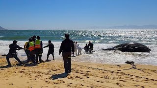 Stranded humpback whale on Longbeach in Simonstown in South Africa [upl. by Llesig]