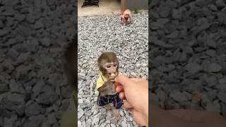 monkeymonkey funny monkeybab cute monkey baby monkeyboy babymonkey funymonkey memes pets [upl. by Madison]