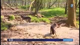 Larrivée des loups noirs à SainteCroix au JT 19 20 de France 3 Lorraine  mai 2013 [upl. by Ydnir]