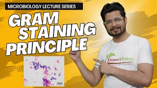 Gram staining procedure explained in Hindi  gram staining principle  gram staining steps [upl. by Maurice]