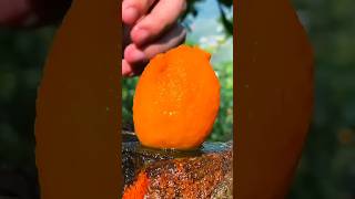 Enjoy beautiful dried persimmon fruits 🥝🥭🍎🍓🍇🍉🍊🥰shorts nature fruit garden foryou viralvideos [upl. by Adnylg]