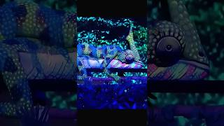 agt morphic morph animals amazing morpheffect snake morphtransition memes morphmadness [upl. by Hare]