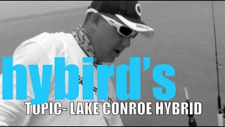 HOW TO  LAKE CONROE TEXAS HYBRID STRIPER KAYAK FISHING [upl. by Corry902]