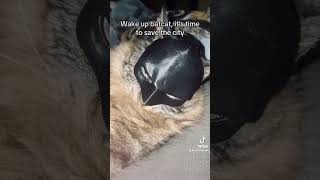 Want this mask for your cat 🦇 [upl. by Ecenaj]