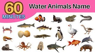 simple english water animals names  60 minutes water animals  Easy English [upl. by Schmitz]