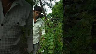 harvesting curry leaves nature farming harvesting shorts [upl. by Cash]