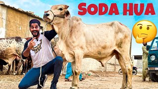 40 HAZAAR KA SODA HUA  COW MANDI VLOG  BAKRA EID 2023 [upl. by Scholz293]