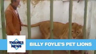 Billy Foyles Pet Lions  Thames News [upl. by Sinylg994]