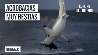 El increíble salto del tiburón blanco en Nueva Zelanda  Tiburones [upl. by Byrann]