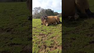 Sweet Napping Horse Malika 😴💞 animals love horse rescue healing healthy [upl. by Osnofedli309]