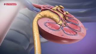 Biology  3Sec adrenal suprarenal glands [upl. by Oiluarb851]