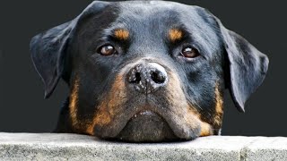 Discover why the Rottweiler is the Perfect Family Dog [upl. by Ekralc]