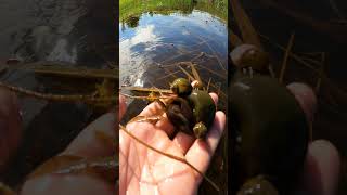 Natural snails hand picking  Apple snails living place snail naturelovers natural [upl. by Jaquelyn]