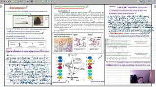 svt linformation genetique expression [upl. by Assilana]