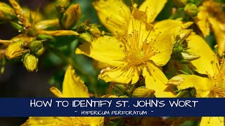 How to Identify St Johns Wort Hypericum perforatum [upl. by Ardnola]