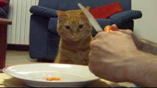 Do Cats love vegetables  SISSI THE RED CAT [upl. by Valoniah734]