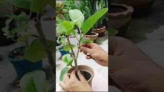 Beginner’s Handbook Pruning Your Ficus Banyan Bonsai shorts ficus pruning [upl. by Nnyl626]