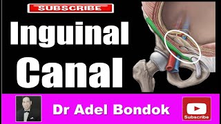 Inguinal Canal and Inguinal Hernia Dr Adel Bondok Making Anatomy Easy [upl. by Racklin]