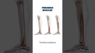 The Peroneus Muscle [upl. by Aggarwal]