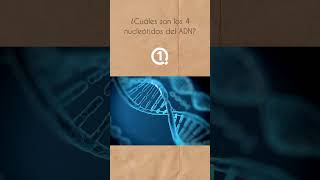 🧬 Cuáles son los 4 nucleótidos del ADN shorts [upl. by Asilaj]