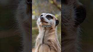 How do meerkats identify specific threats like eagles from long distances [upl. by Haldis]