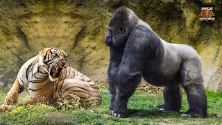 Gorilla Vs Tiger   The Ultimate Fight 2023 [upl. by Wj]